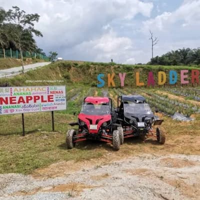 Sky Ladder Pineapple Farm